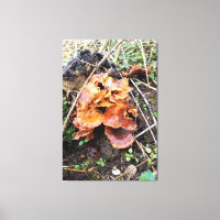 Mushrooms in the Forest