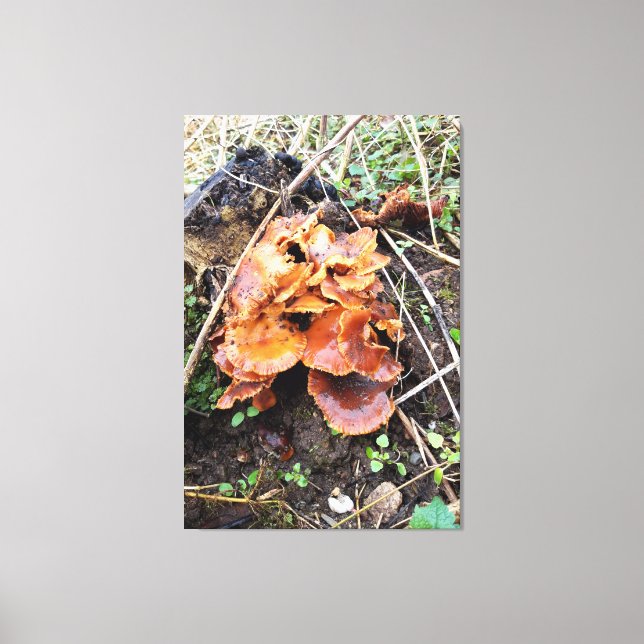 Mushrooms in the Forest Canvas Print (Front)