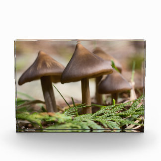 Mushrooms in the Forest  Photo Block