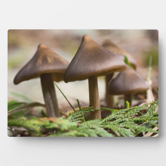 Mushrooms in the Forest  Photo Block Plaque