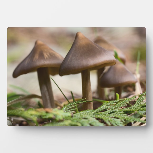 Mushrooms in the Forest  Photo Block Plaque (Front)