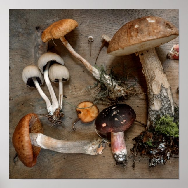 Mushrooms  Love Fungi Poster (Front)