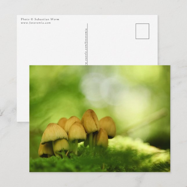 Mushrooms Nature Photo Postcard (Front/Back)