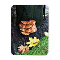 Mushrooms on a Tree, Oregon
