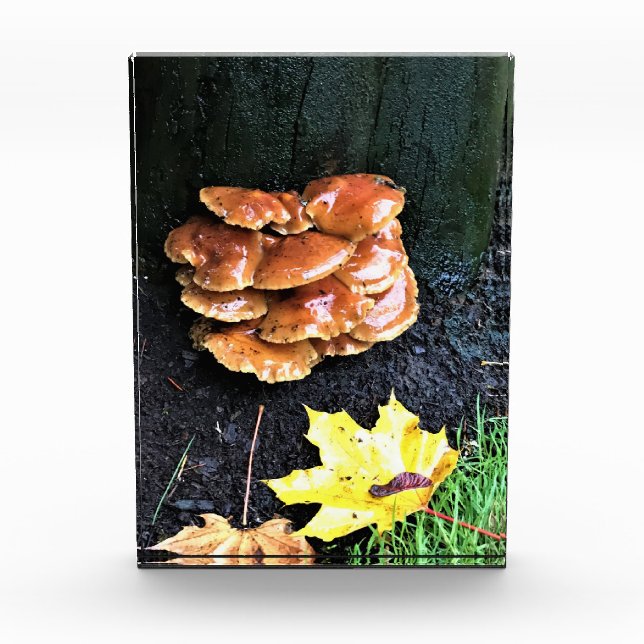 Mushrooms on a Tree, Oregon Photo Block (Front)