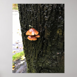 Mushrooms on a Tree, Oregon Poster