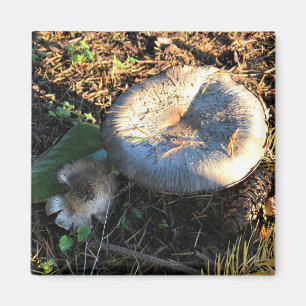 Mushrooms, Oregon Magnet