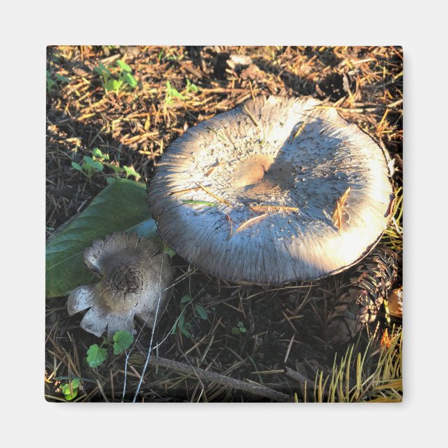 Mushrooms, Oregon Magnet (Front)