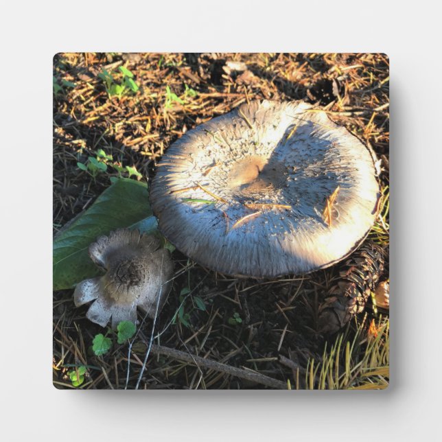 Mushrooms, Oregon Plaque (Front)