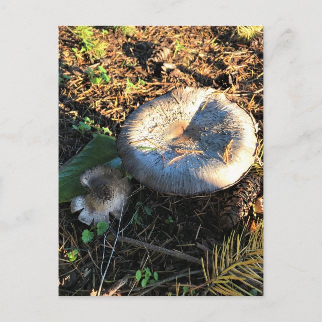 Mushrooms, Oregon Postcard (Front)
