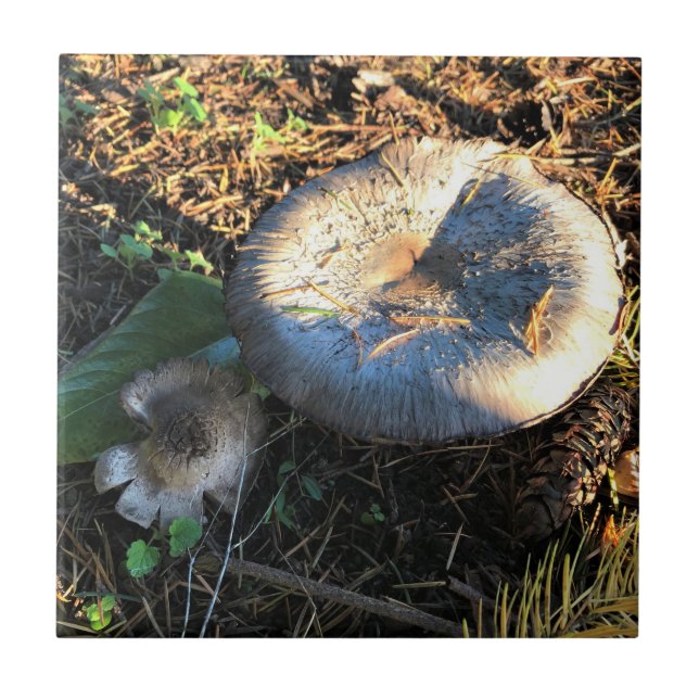 Mushrooms, Oregon Tile (Front)