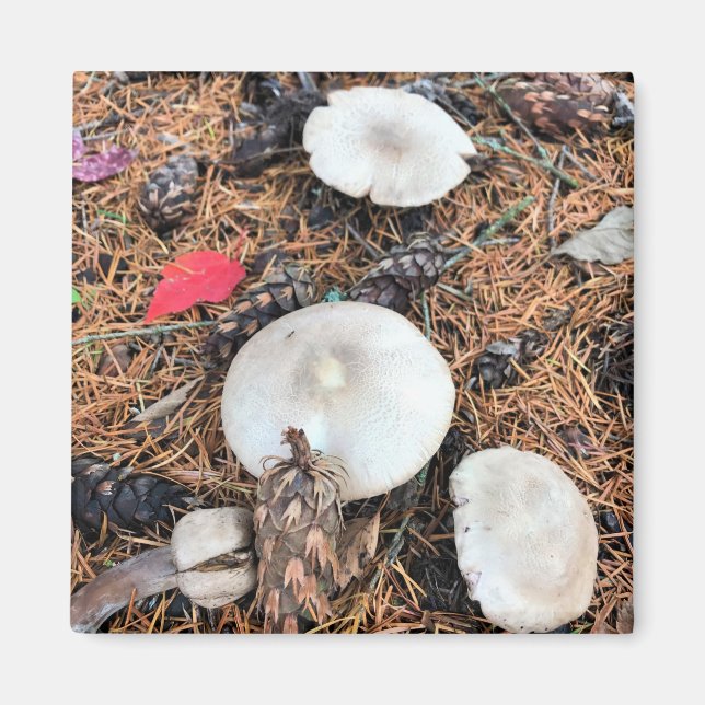 Mushrooms & Pine Cones Magnet (Front)