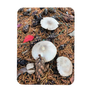 Mushrooms & Pine Cones Magnet