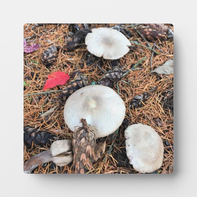 Mushrooms & Pine Cones Plaque (Front)