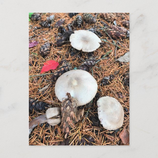 Mushrooms & Pine Cones Postcard (Front)