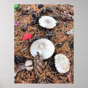 Mushrooms & Pine Cones Poster