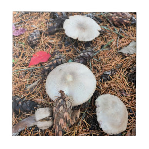 Mushrooms & Pine Cones Tile