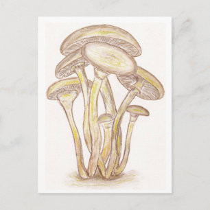 Mushrooms Postcard