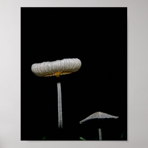 Mushrooms poster