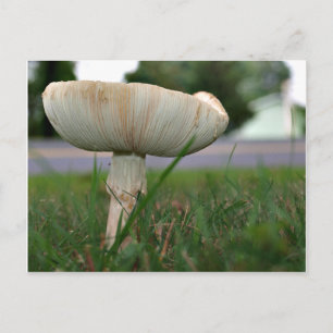 Mushrrom Postcard
