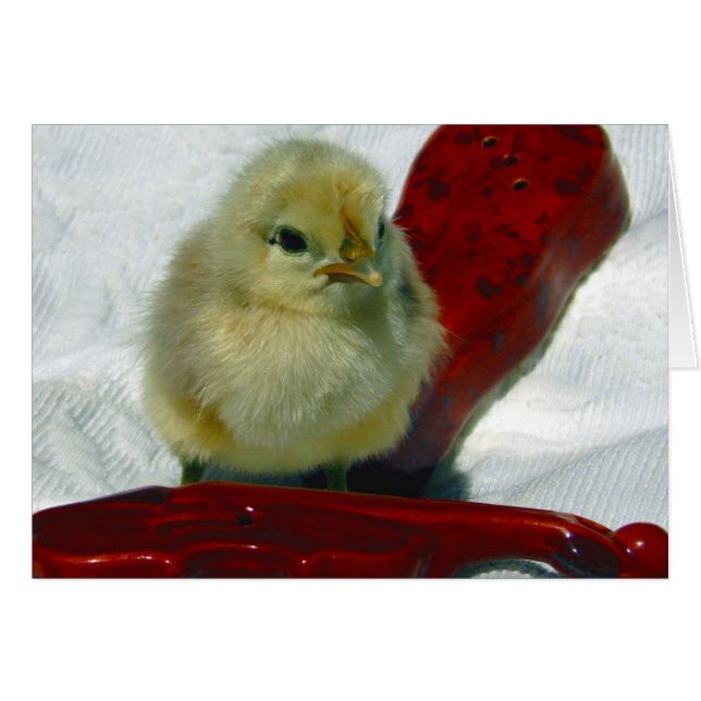 Musical Chick (Front Horizontal)