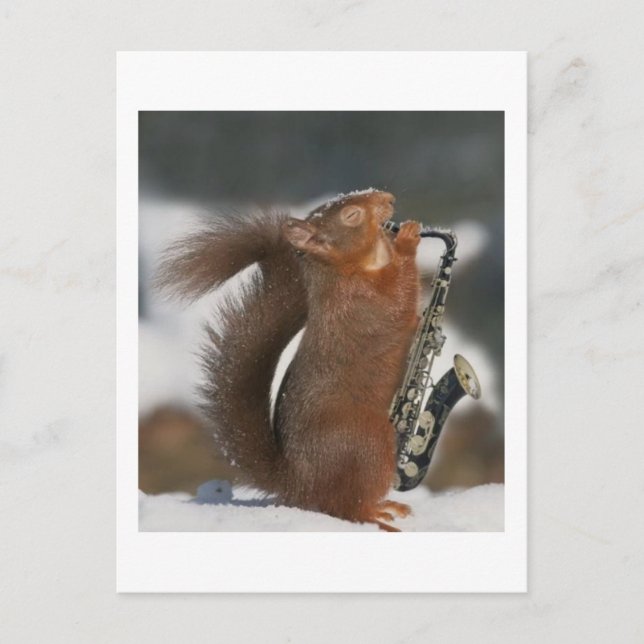 Musical Squirrel Post card (Front)