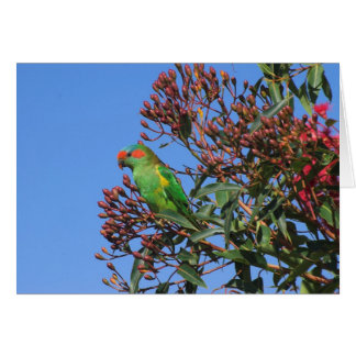 Musk Lorikeet