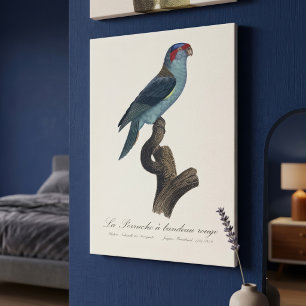 Musk Lorikeet, Trichoglossus Concinnus Canvas Print