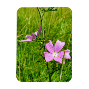 Musk-mallow Magnet