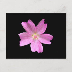 Musk-mallow Postcard