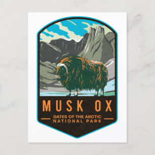 Musk Ox Gates Of The Arctic National Park Postcard