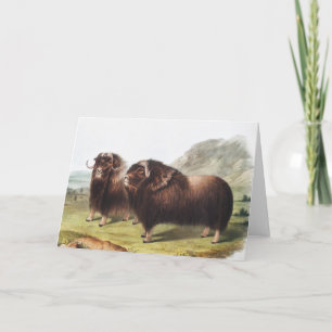 Musk Ox (Ovibos moschatus) Illustration Card