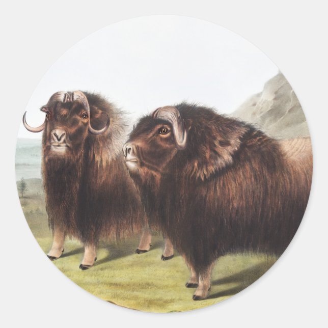 Musk Ox (Ovibos moschatus) Illustration Classic Round Sticker (Front)