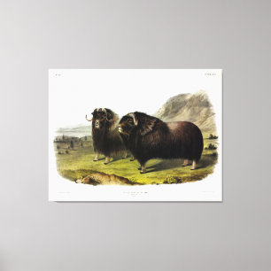 Musk Ox (Ovibos Moschatus) (Muskox) by Audubon Canvas Print