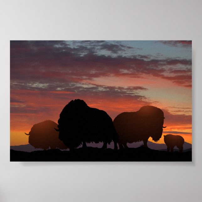 Musk Ox Poster (Front)