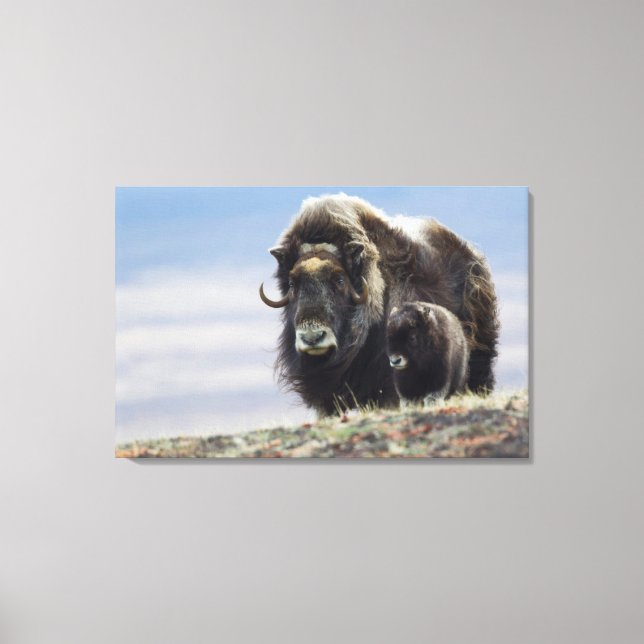Musk Ox with Calf Canvas Print (Front)