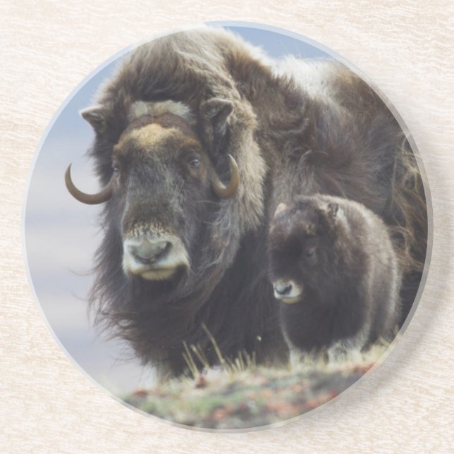 Musk Ox with Calf Coaster (Front)