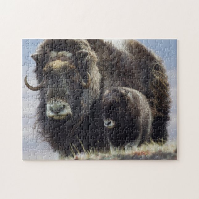 Musk Ox with Calf Jigsaw Puzzle (Horizontal)