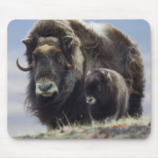 Musk Ox with Calf Mouse Pad (Front)