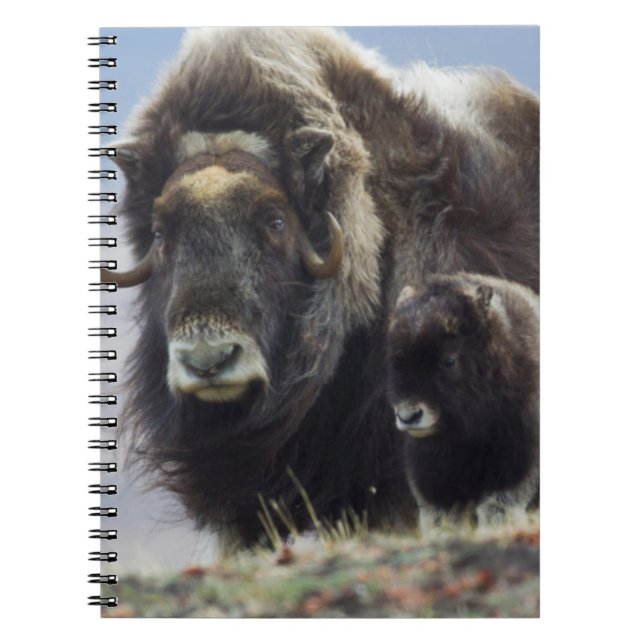 Musk Ox with Calf Spiral Notebook (Front)