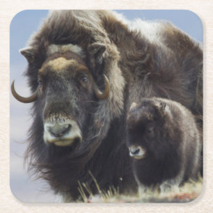 Musk Ox with Calf Square Paper Coaster