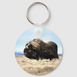 Musk Oxen Key Ring