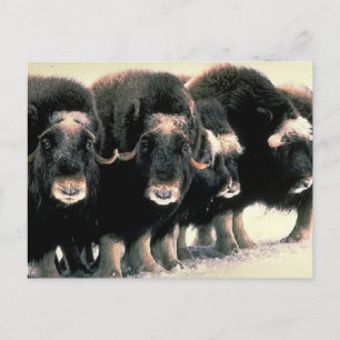 Musk Oxen Postcard