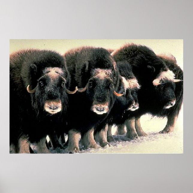 Musk Oxen Poster (Front)