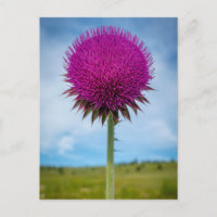 Musk Thistle Photo Postcard