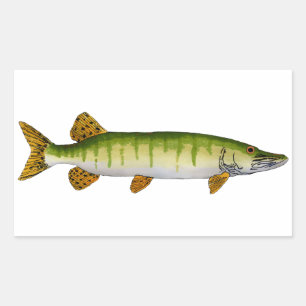 Muskellunge (Muskie) Rectangular Sticker