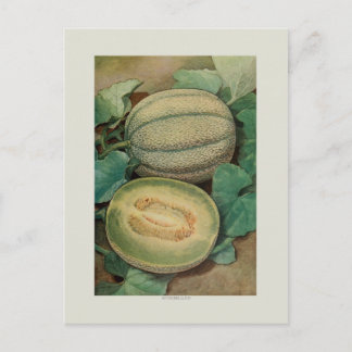 Muskmellon Postcard