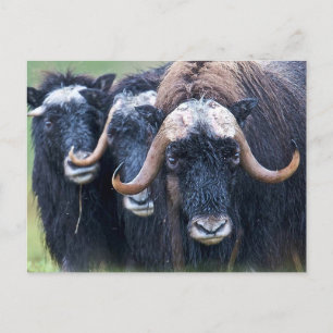 Muskox Muskoxen ,Alaska Holiday Postcard