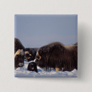 muskox, Ovibos moschatus, bull and cow 15 Cm Square Badge