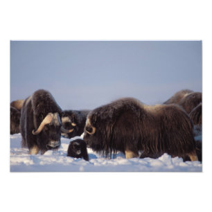 muskox, Ovibos moschatus, bull and cow Photo Print